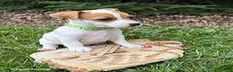 Jack Russell Terrier dogs for sale: Tilly - Ad 2