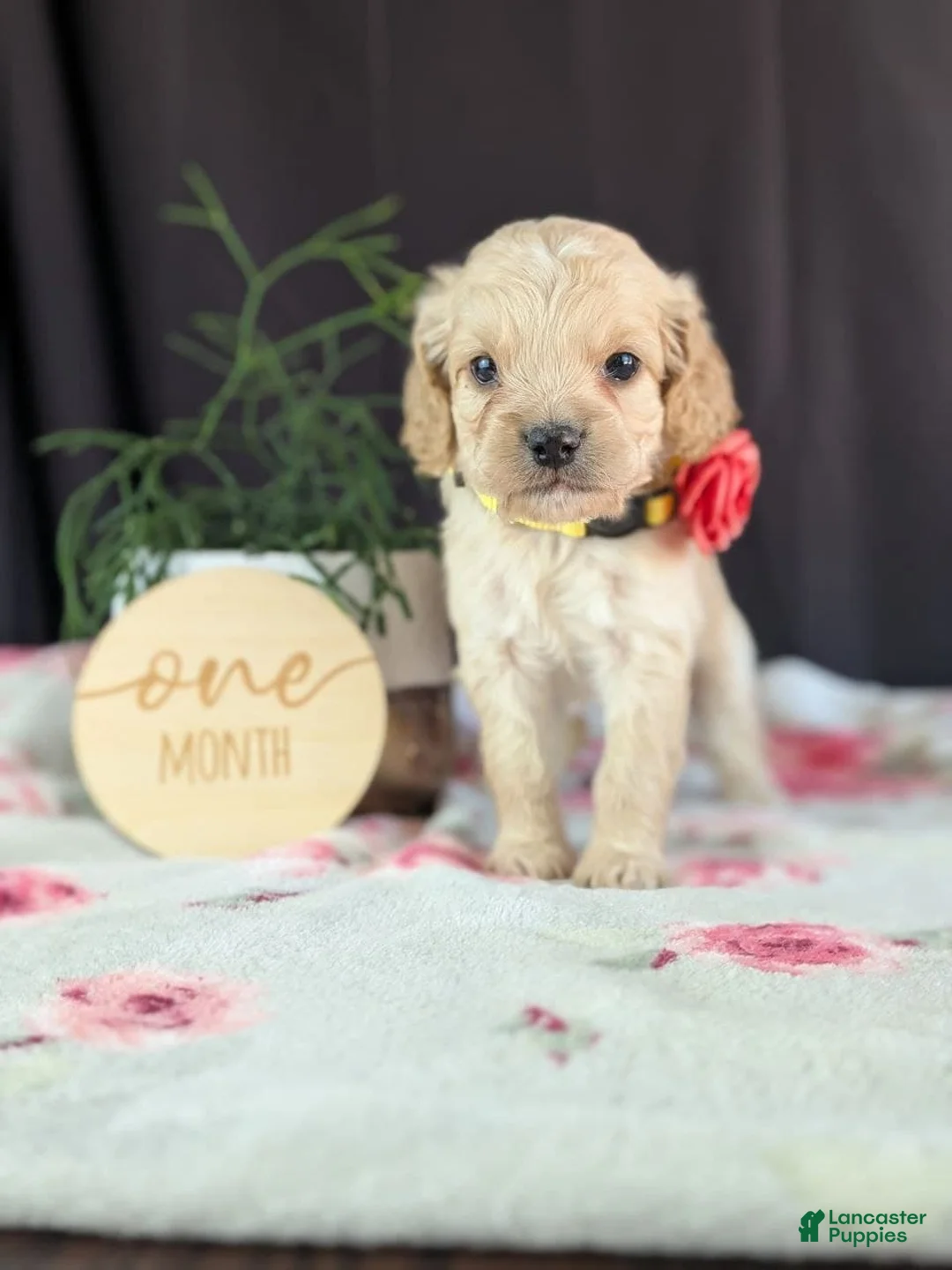 Cockapoo dogs for sale: Abby - Ad 2