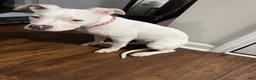 American Pit Bull Terrier dogs for sale: American Pit Bull Terrier 1 - Ad 2