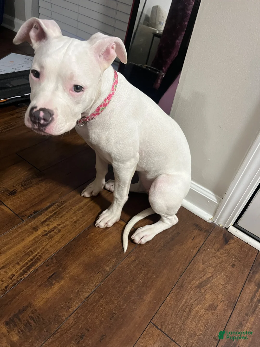 American Pit Bull Terrier dogs for sale: American Pit Bull Terrier 1 - Ad 2