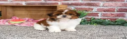Shih Tzu dogs for sale: Marigold - Ad 4