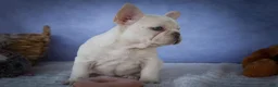 French Bulldog dogs for sale: Tansy🌸 - Ad 18