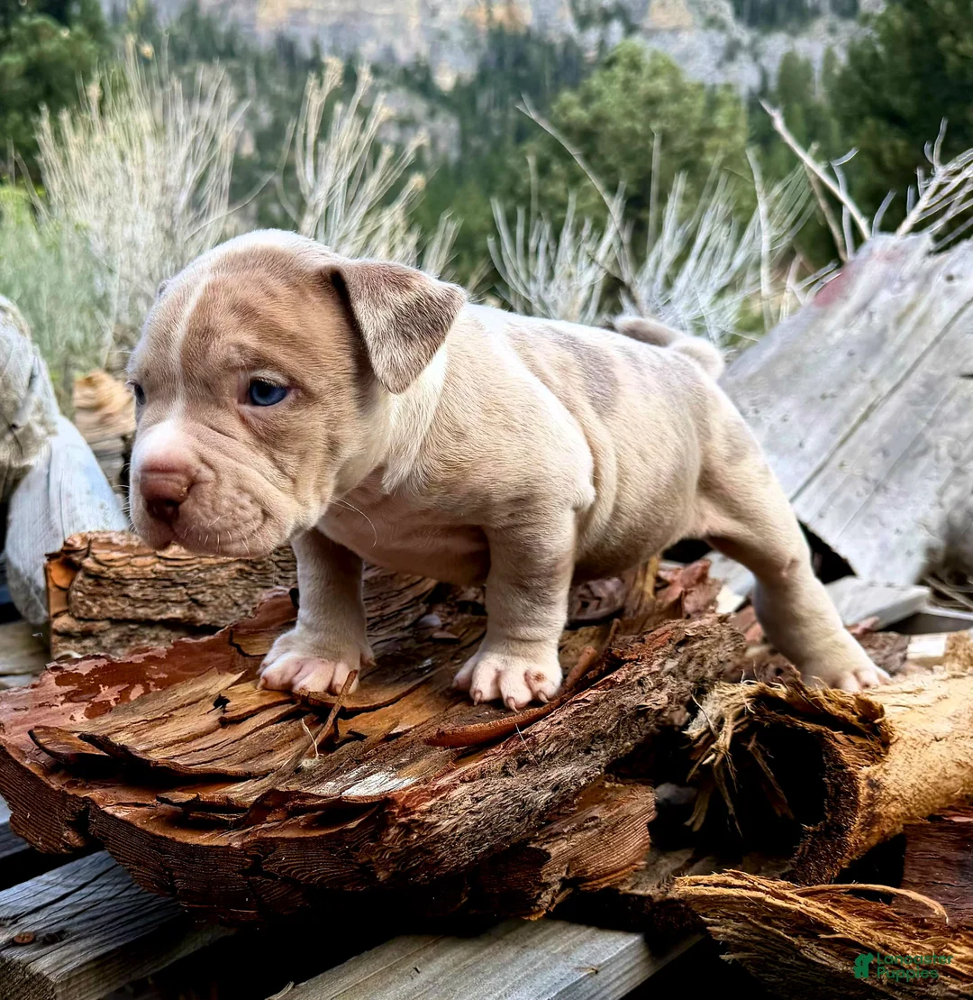 American Bully dogs for sale: "ICE CUBE" BLUE MERLE - Ad 2