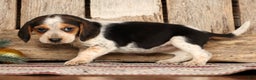 Beagle dogs for sale: Jolly - Ad 6