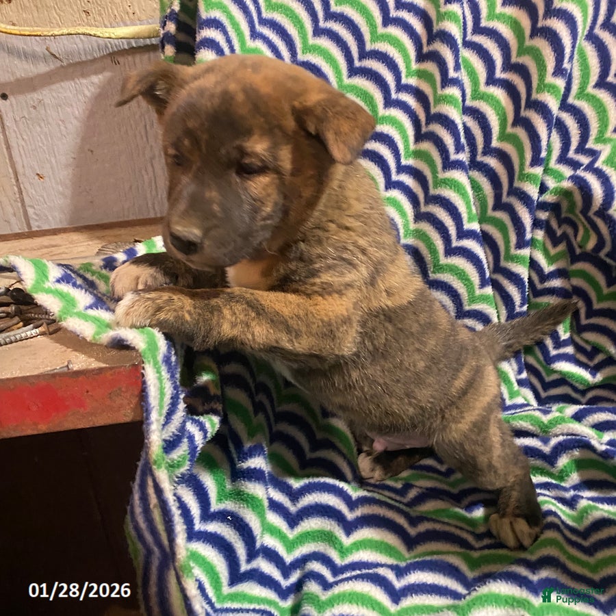 Mixed Breed dogs Wolf  - Ad 2