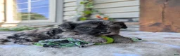 Cavapoo dogs for sale: Teddy  - Ad 1