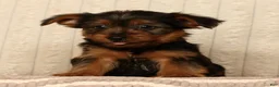 Yorkshire Terrier dogs for sale: Lucky - Ad 4