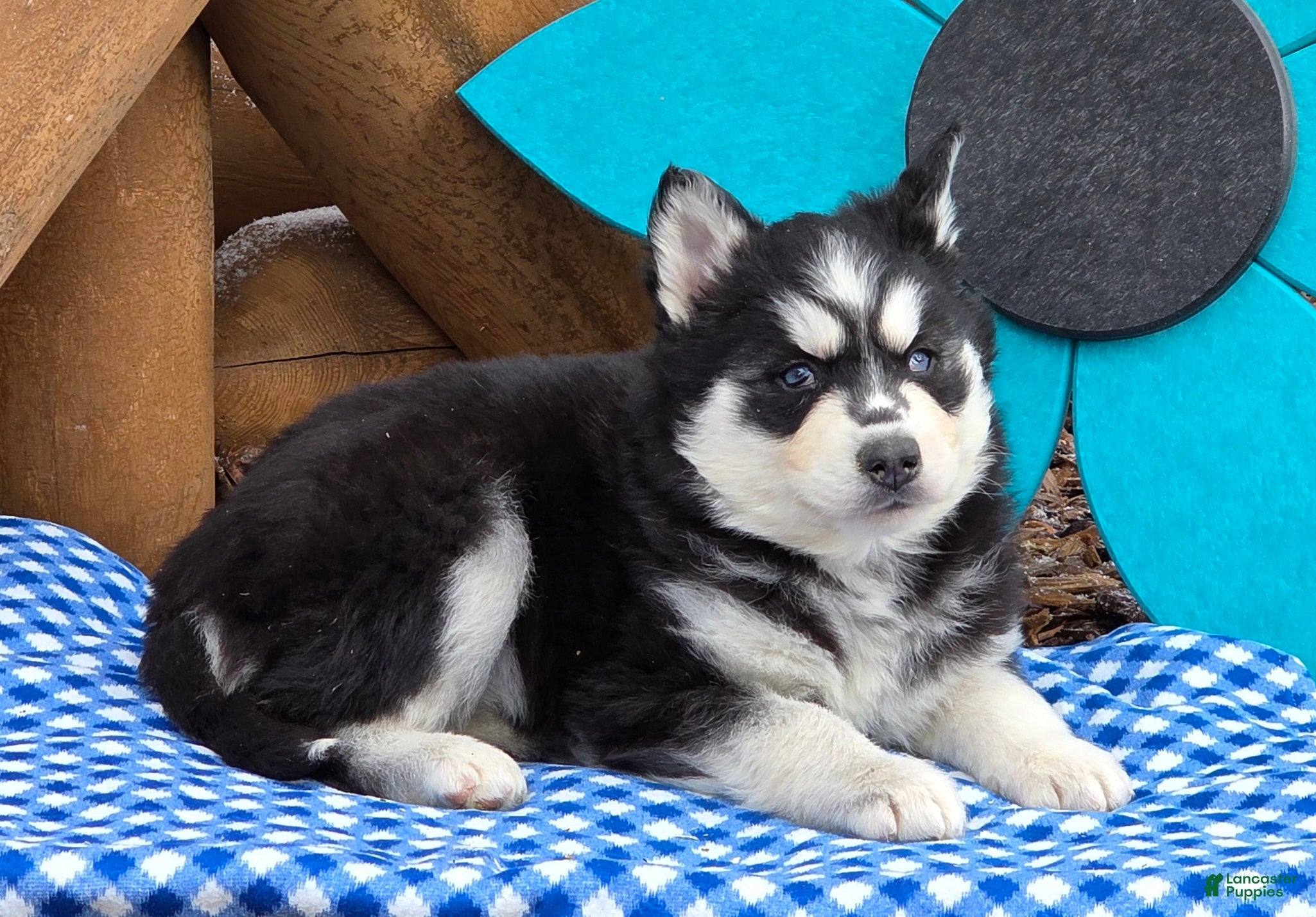 Siberian Husky dogs Trixie - Ad 2