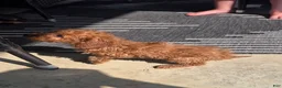 Cavapoo dogs for sale: Fletcher - Ad 14