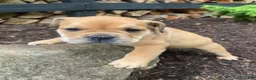 Mixed Breed dogs for sale: Layla - Ad 4