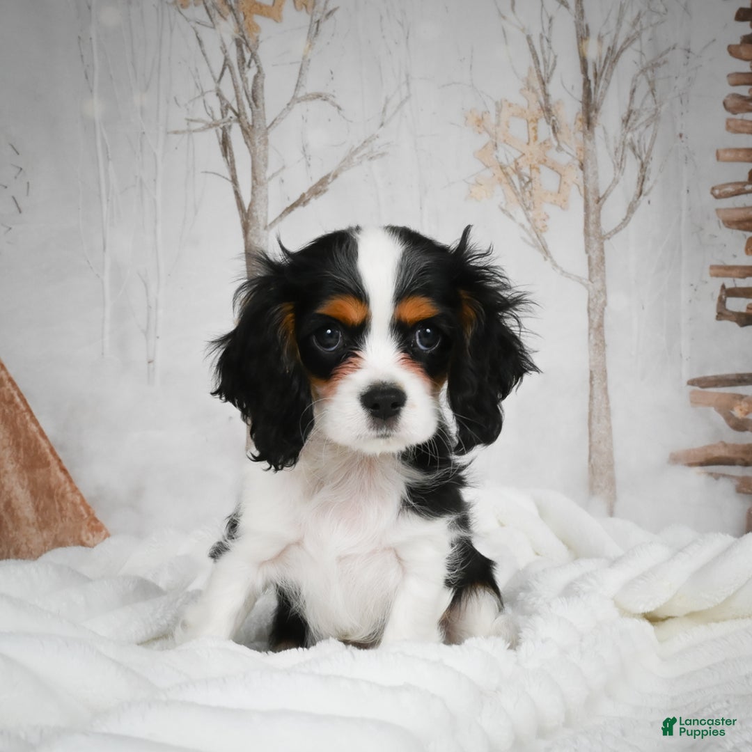 Mixed Breed dogs for sale: Micah - Ad 9