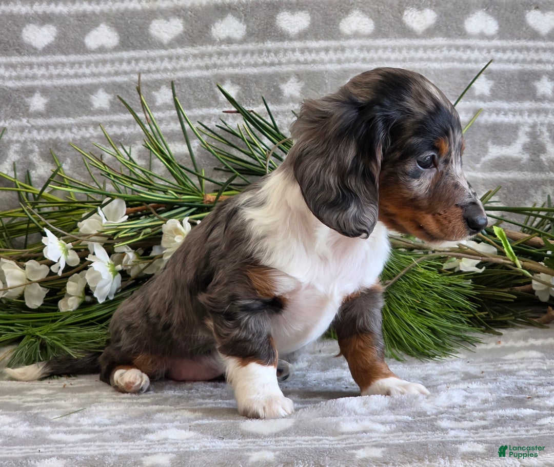 Miniature Dachshund dogs for sale: Daisy - Ad 2