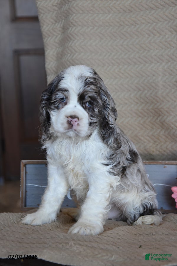 English Cocker Spaniel dogs Lukie - Ad 2