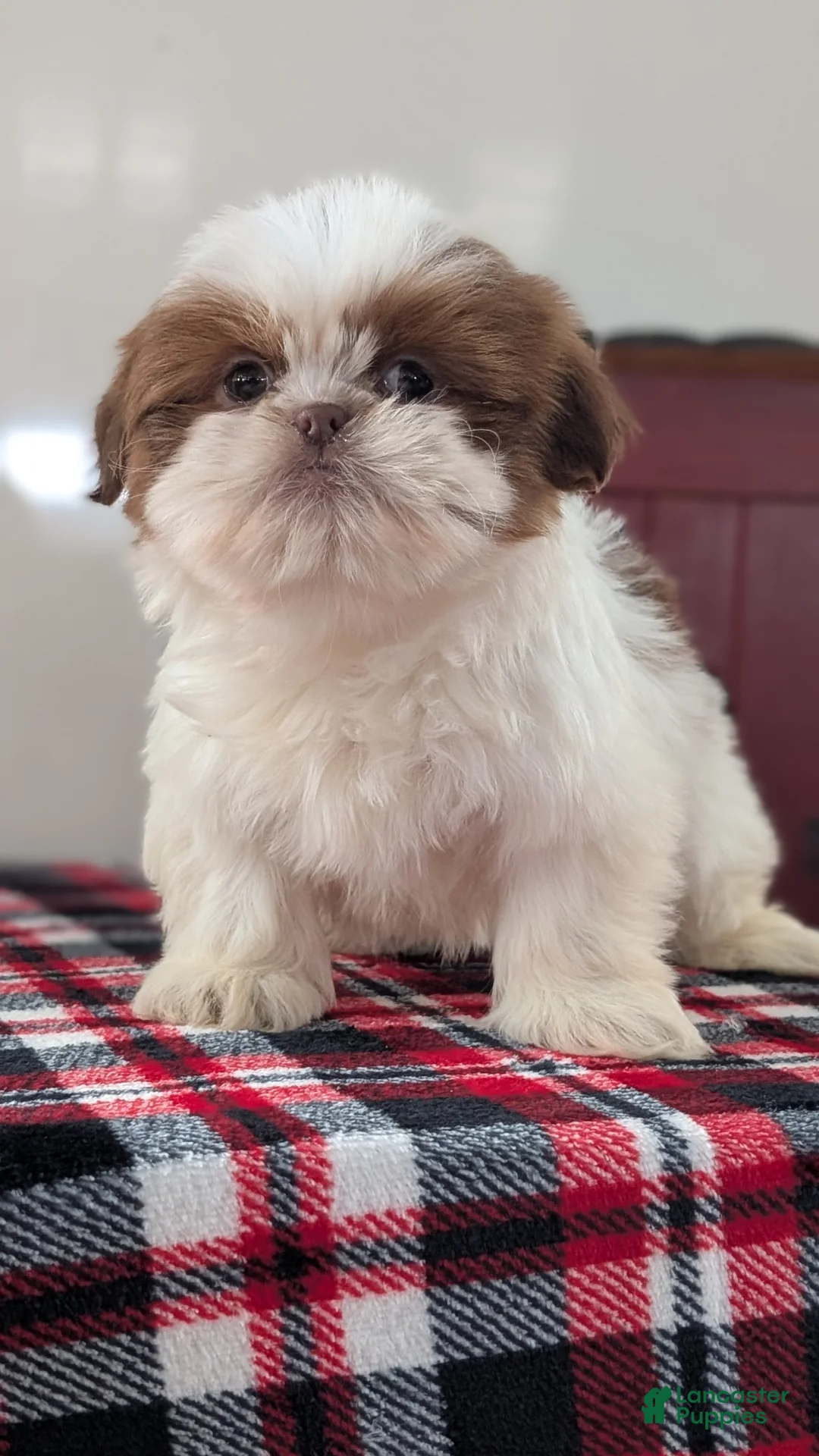 Shih Tzu dogs for sale: Chief - Ad 2