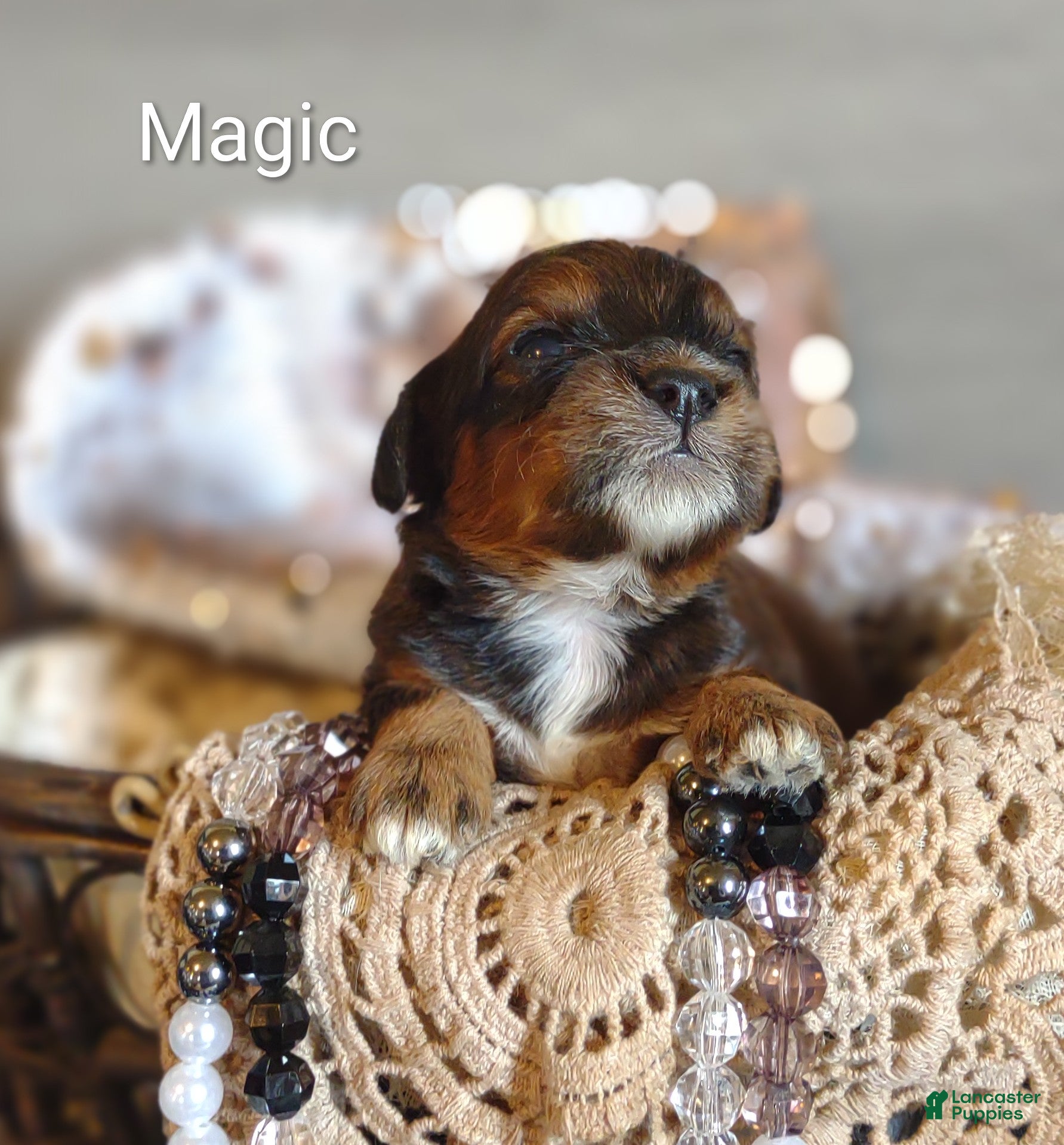 Shihpoo dogs Shihpoo Puppy 1 Magic  - Ad 2