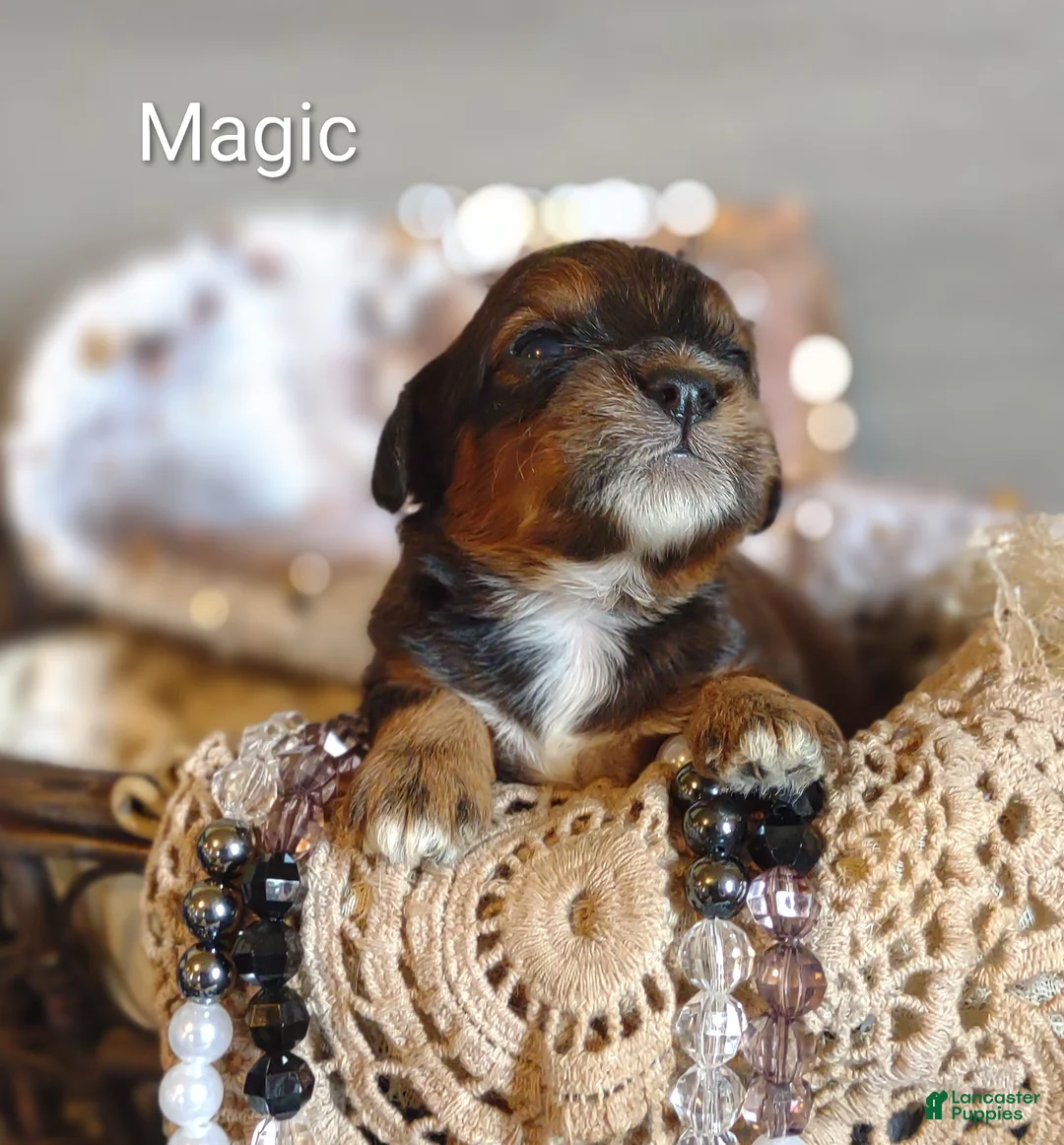 Shihpoo dogs for sale: Shihpoo Puppy 1 Magic  - Ad 2