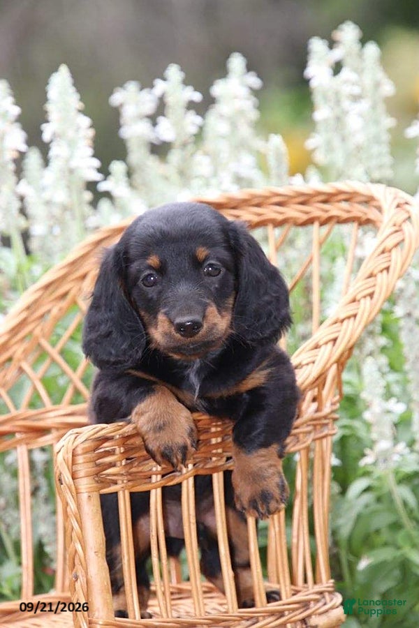 Miniature Dachshund dogs Cocoa - Ad 1