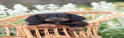 Miniature Dachshund dogs for sale: Cocoa - Ad 1
