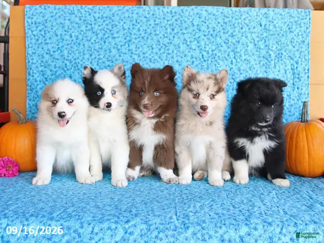 Pomsky dogs for sale: Rocky - Ad 2
