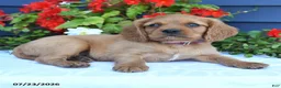 Miniature Golden Retriever dogs for sale: Squash - Ad 3