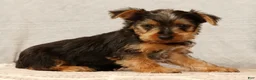 Yorkshire Terrier dogs for sale: Handsome - Ad 6