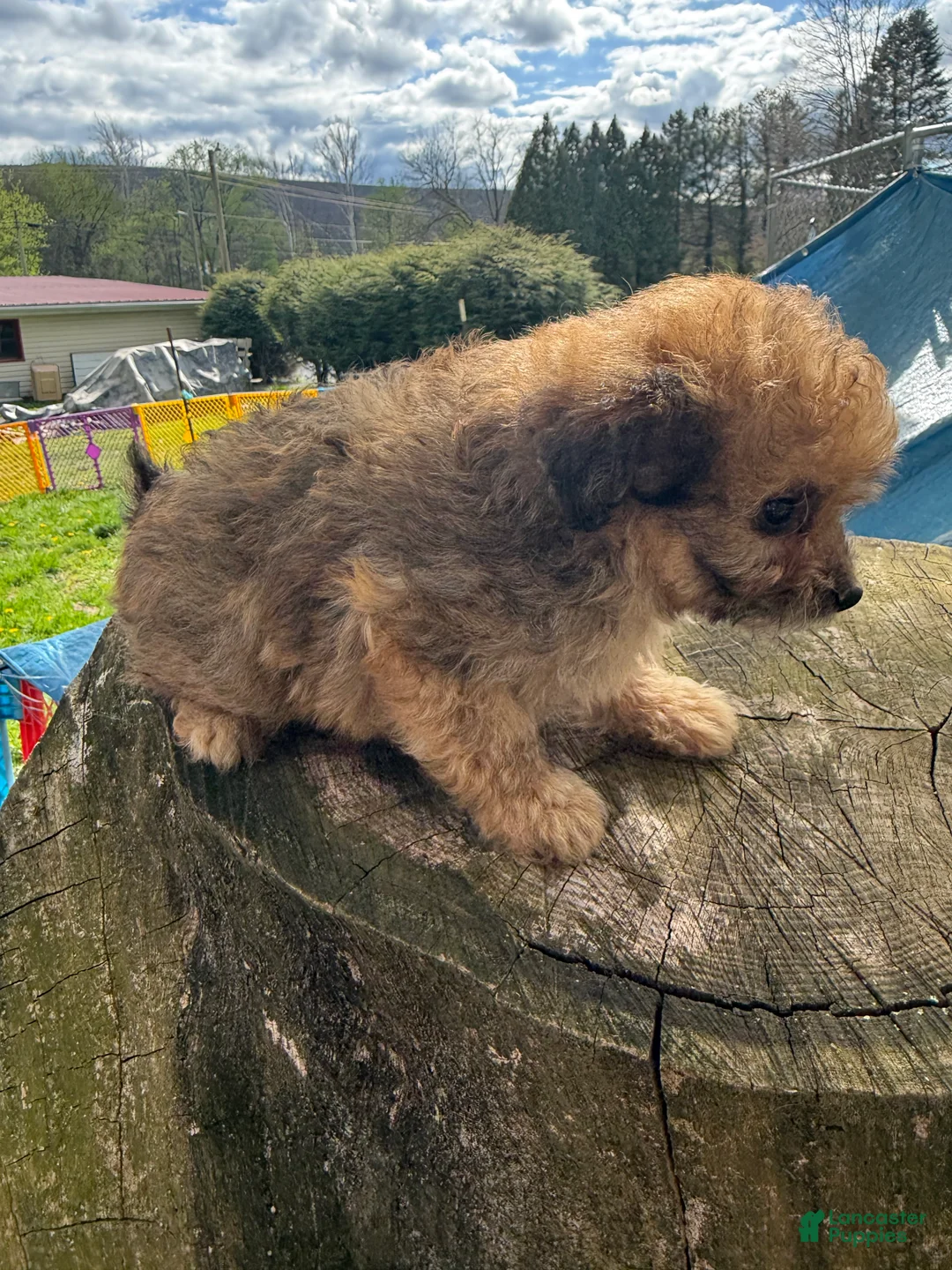 Pomapoo dogs for sale: Pomapoo Puppy 3 - Ad 2