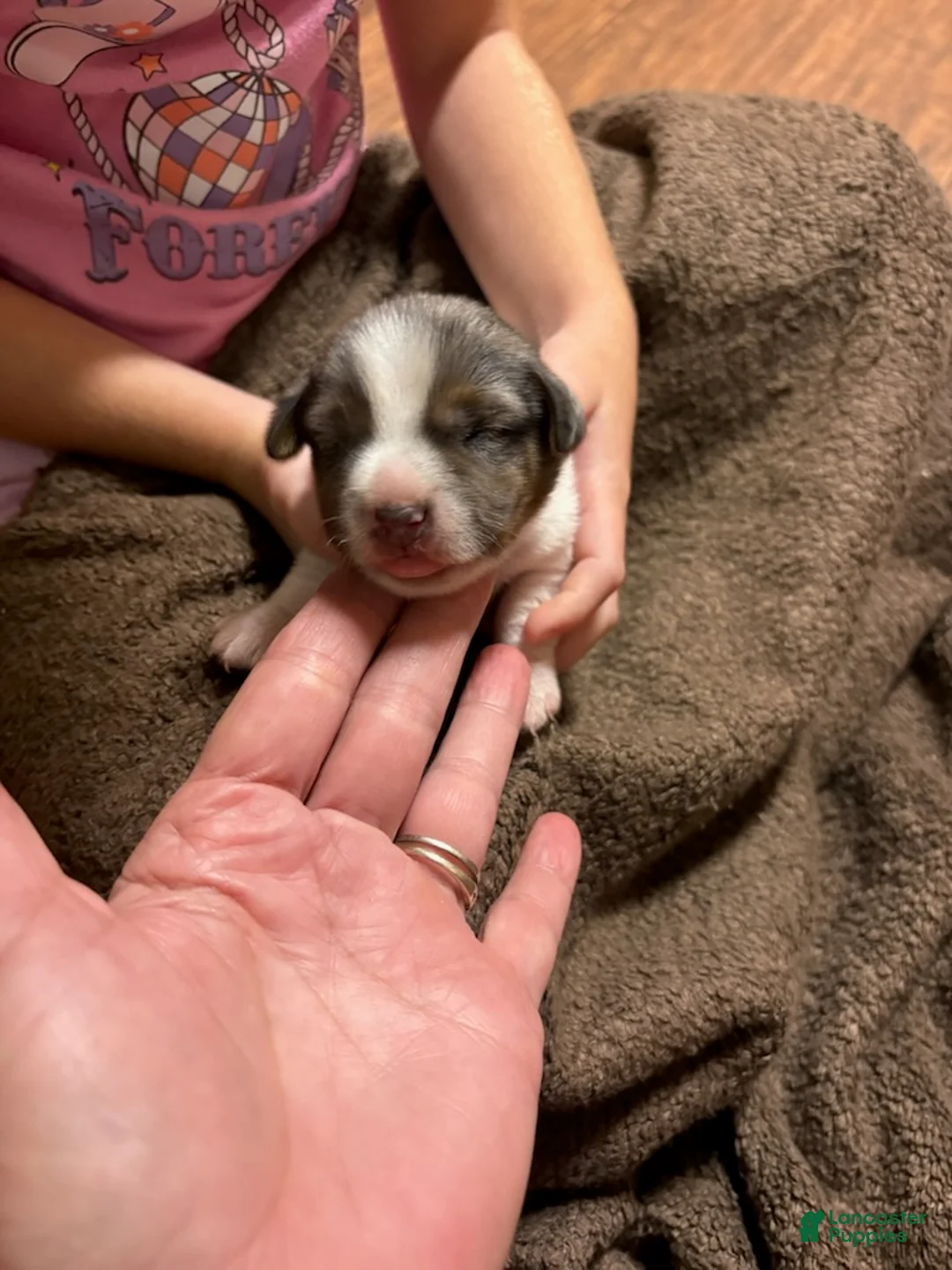 Jack Russell Terrier dogs for sale: Girl 1 - Ad 4