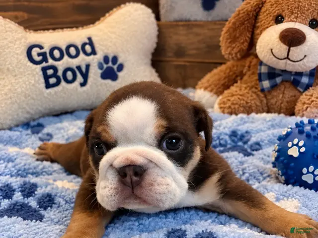 English Bulldog dogs for sale: George - Ad 8