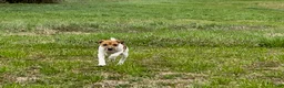 Jack Russell Terrier dogs for sale: Jack Russell Terrier Boy 1 - Ad 4