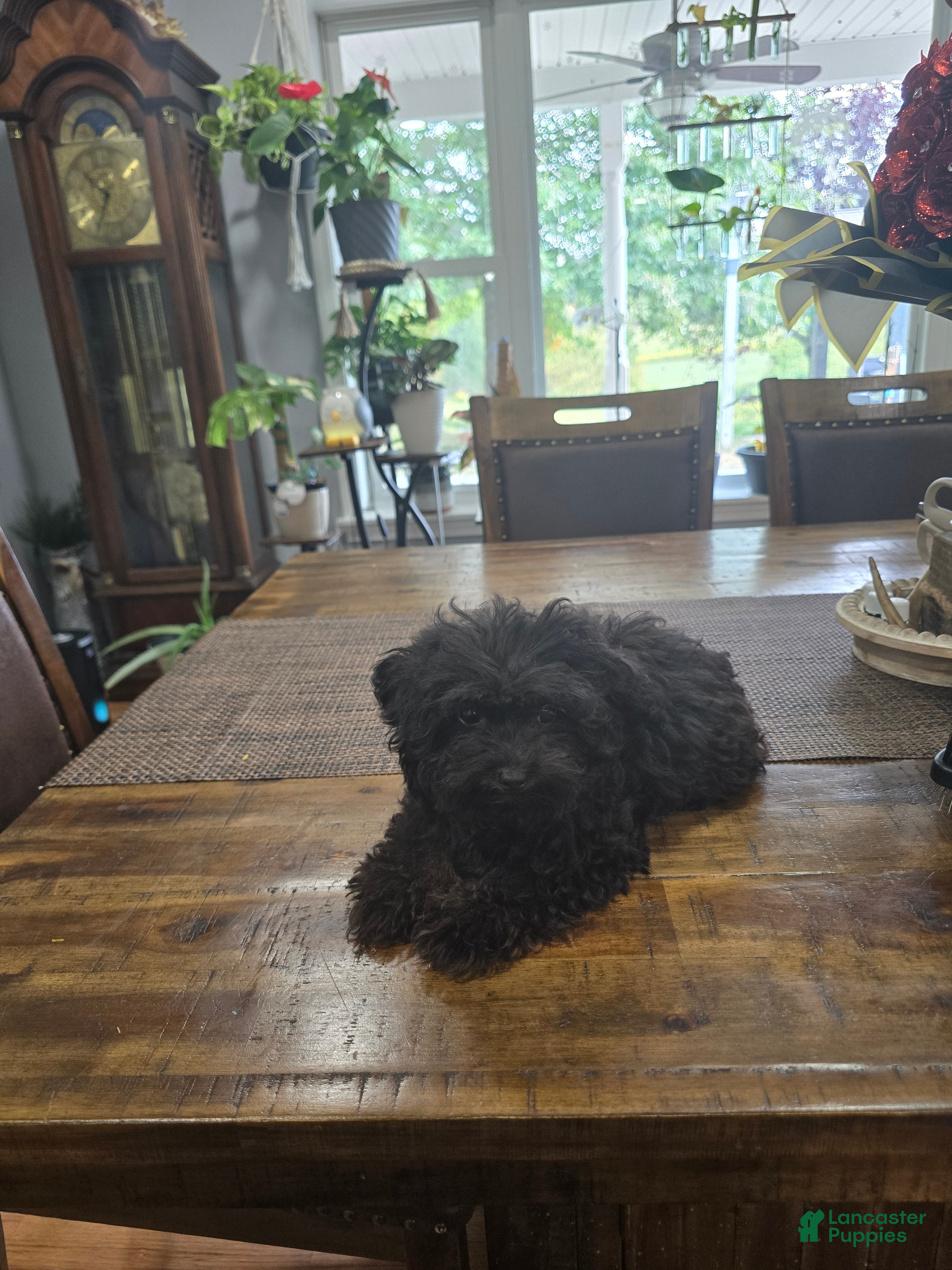 Chipoo dogs Buddy - Ad 1