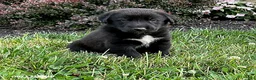 Mixed Breed dogs for sale: Kai - Ad 1