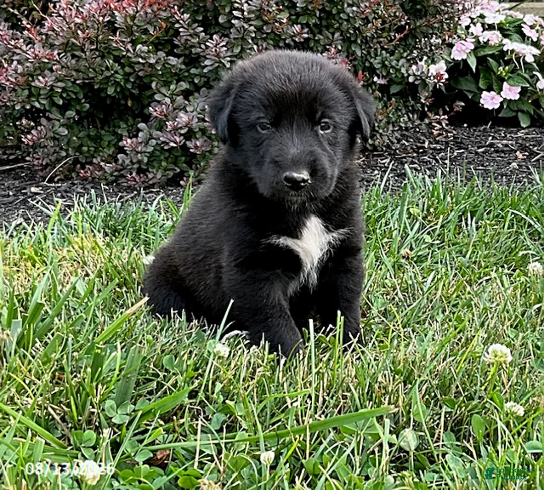 Mixed Breed dogs for sale: Kai - Ad 1