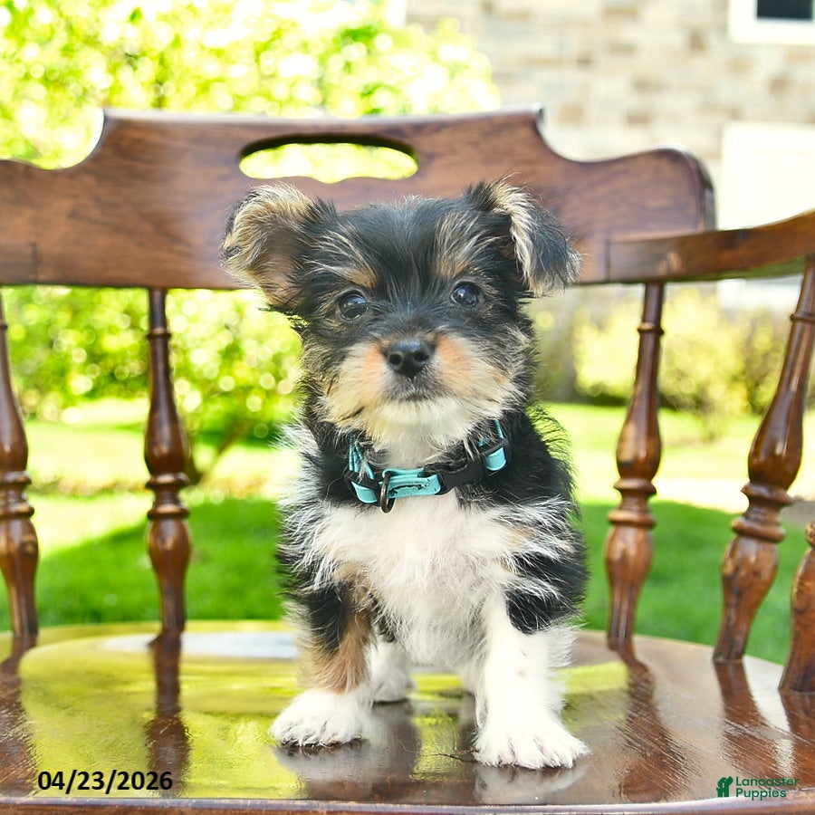 Yorkshire Terrier dogs Shadow  - Ad 1