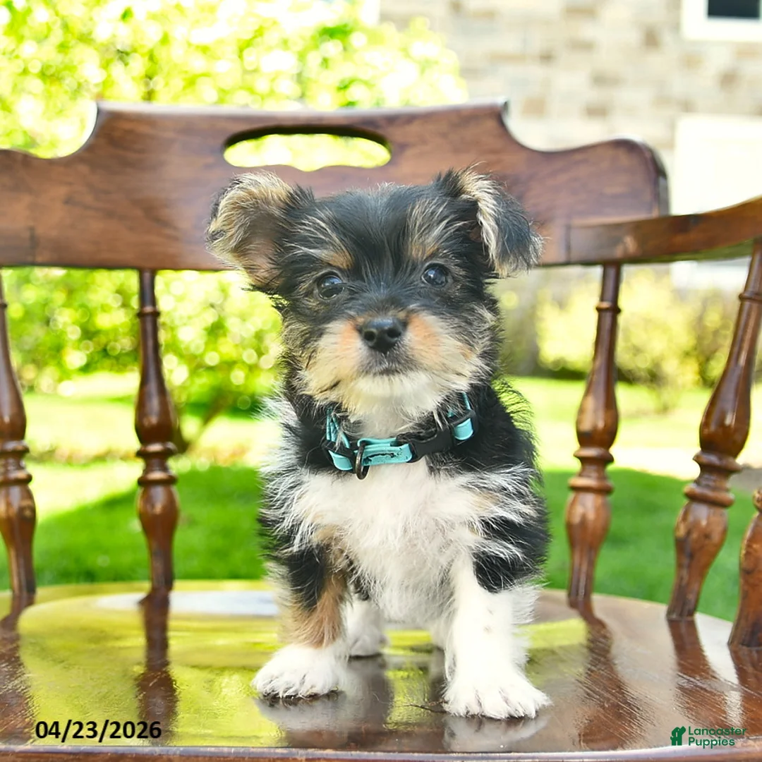 Yorkshire Terrier dogs for sale: Shadow  - Ad 1