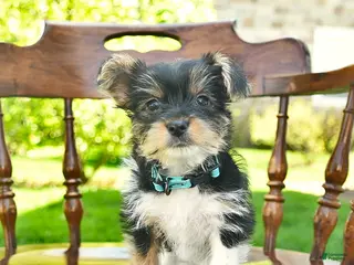 Yorkshire Terrier dogs for sale: Shadow - Ad 2