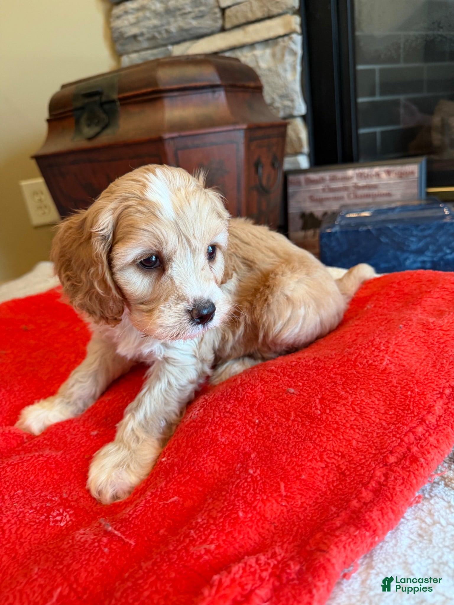 Cockapoo dogs Gino - Ad 2