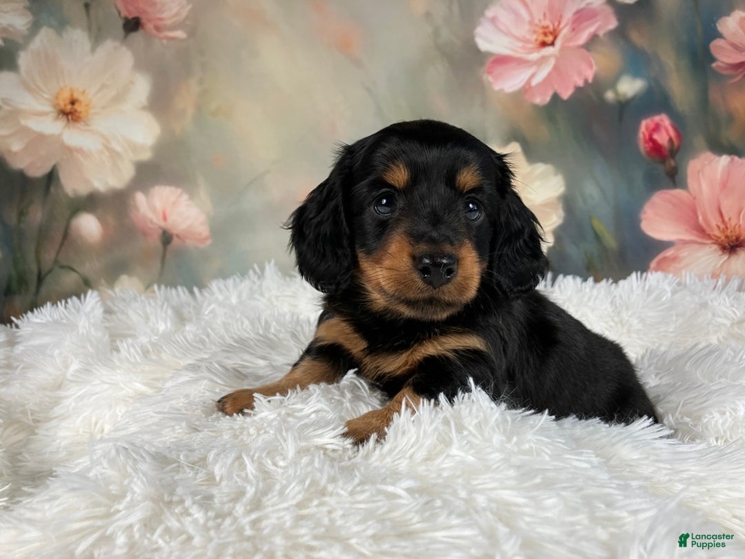 Miniature Dachshund dogs for sale: AKC-Murphy - Ad 1