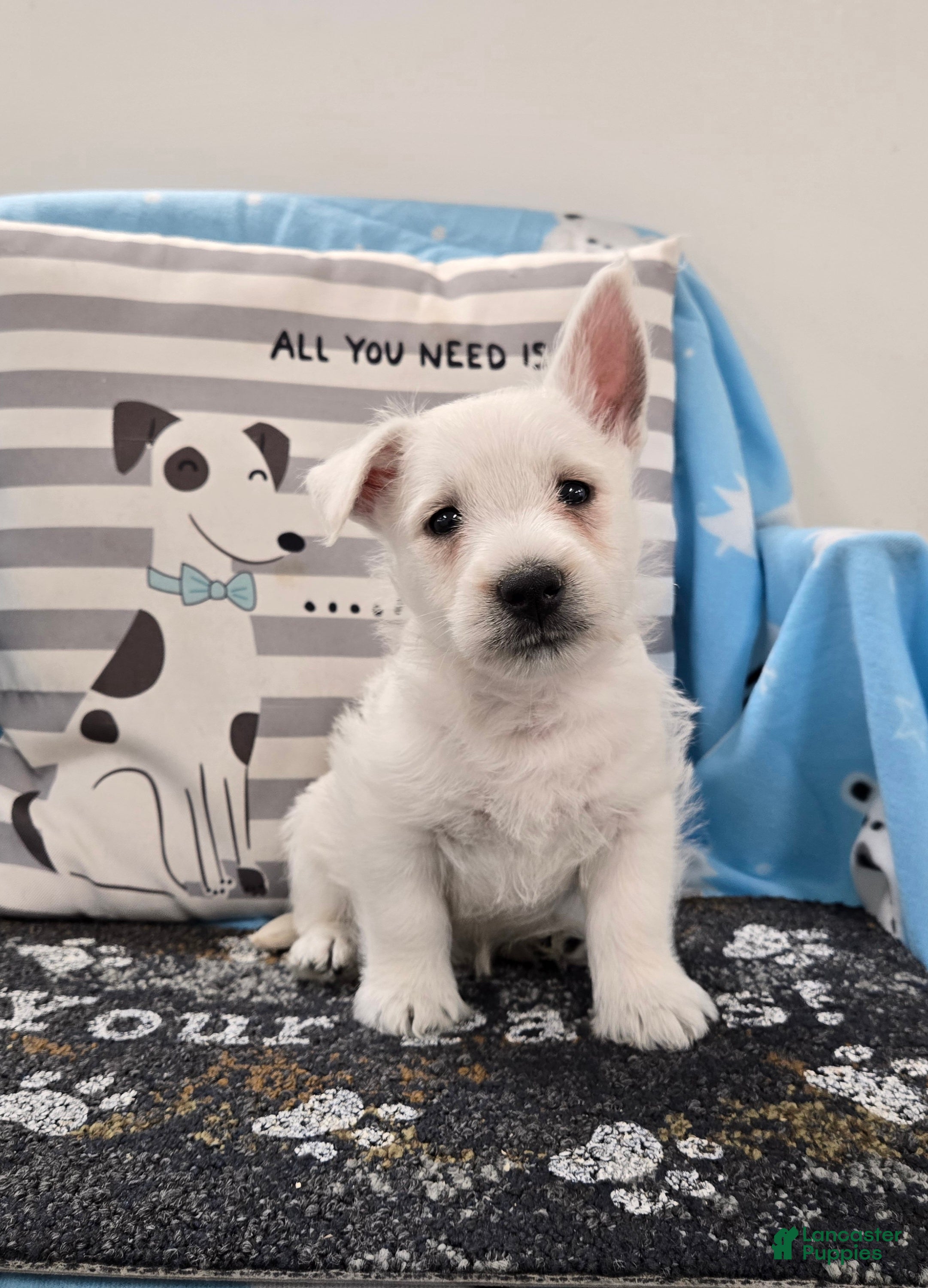 West Highland Terrier dogs Phil - Ad 1