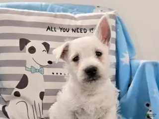 West Highland Terrier dogs for sale: Phil - Ad 3