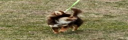 Chihuahua dogs for sale: Nova - Ad 9