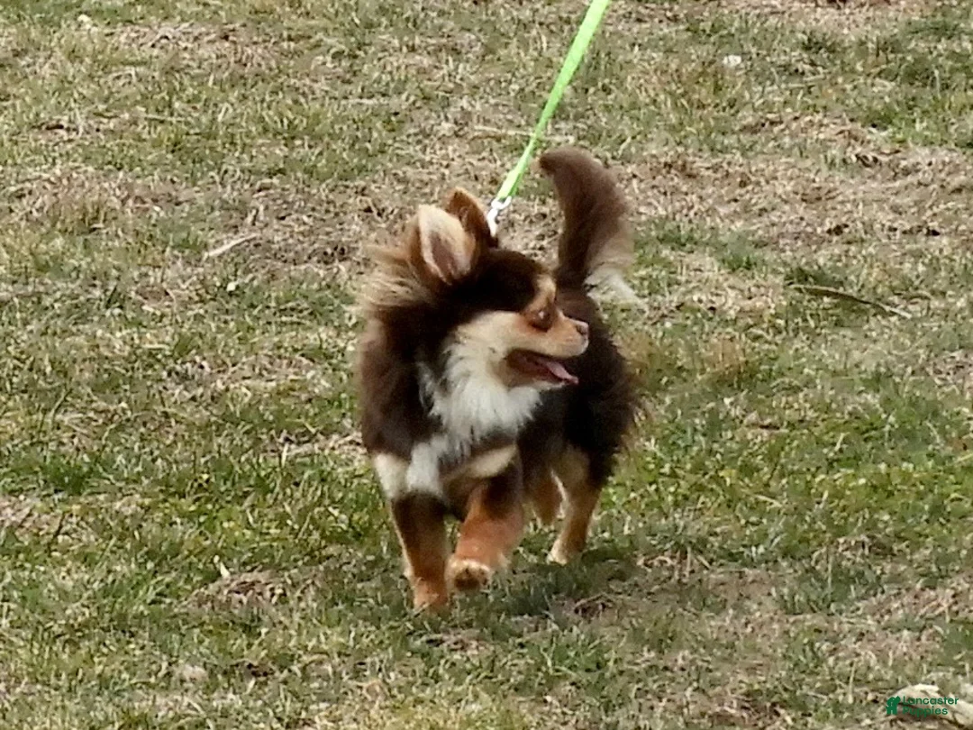 Chihuahua dogs for sale: Nova - Ad 9