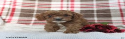 Cavapoo dogs for sale: Kelson - Ad 1