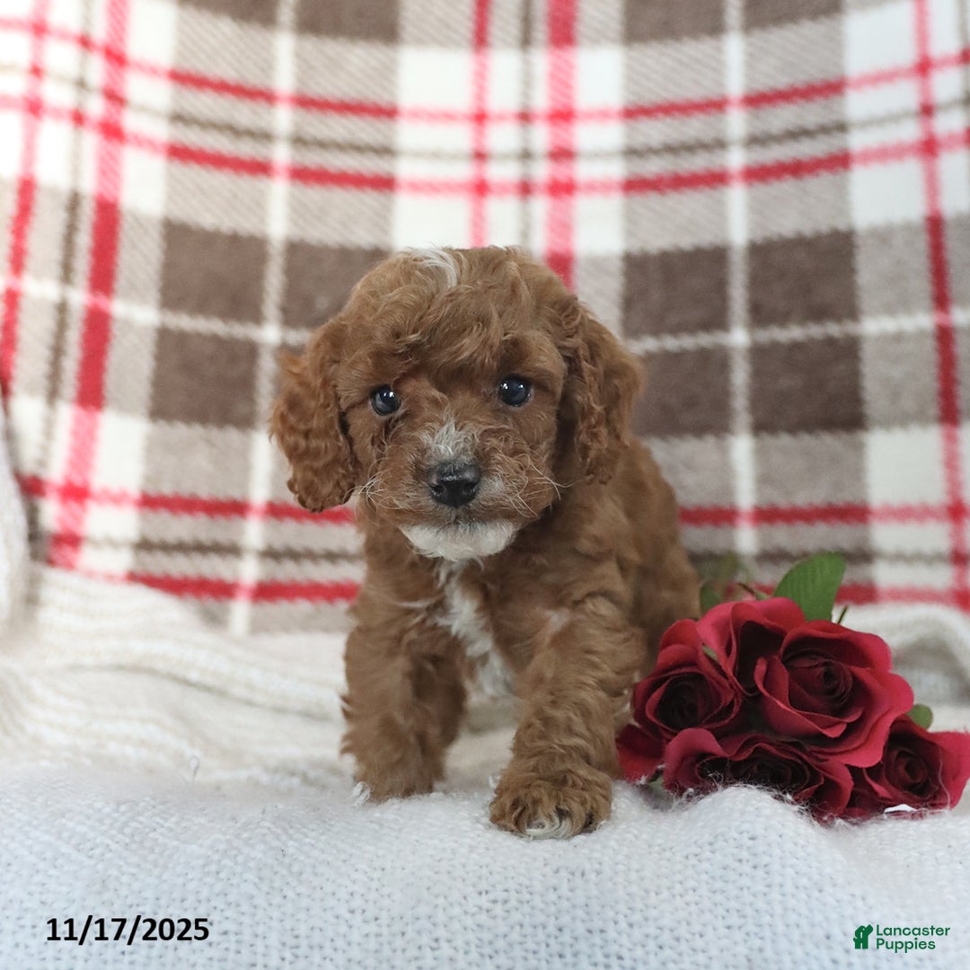 Cavapoo dogs for sale: Kelson - Ad 1