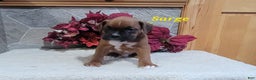 Boxer dogs for sale: Sarge - Ad 3