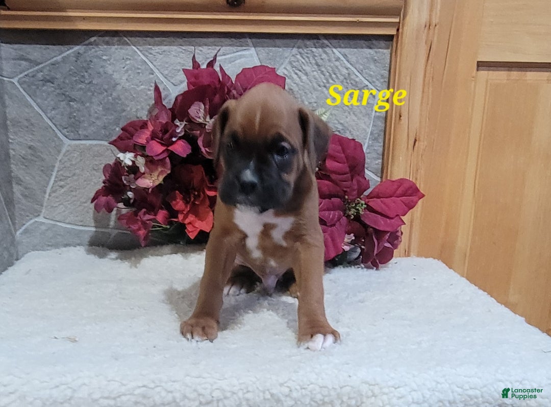 Boxer dogs for sale: Sarge - Ad 3