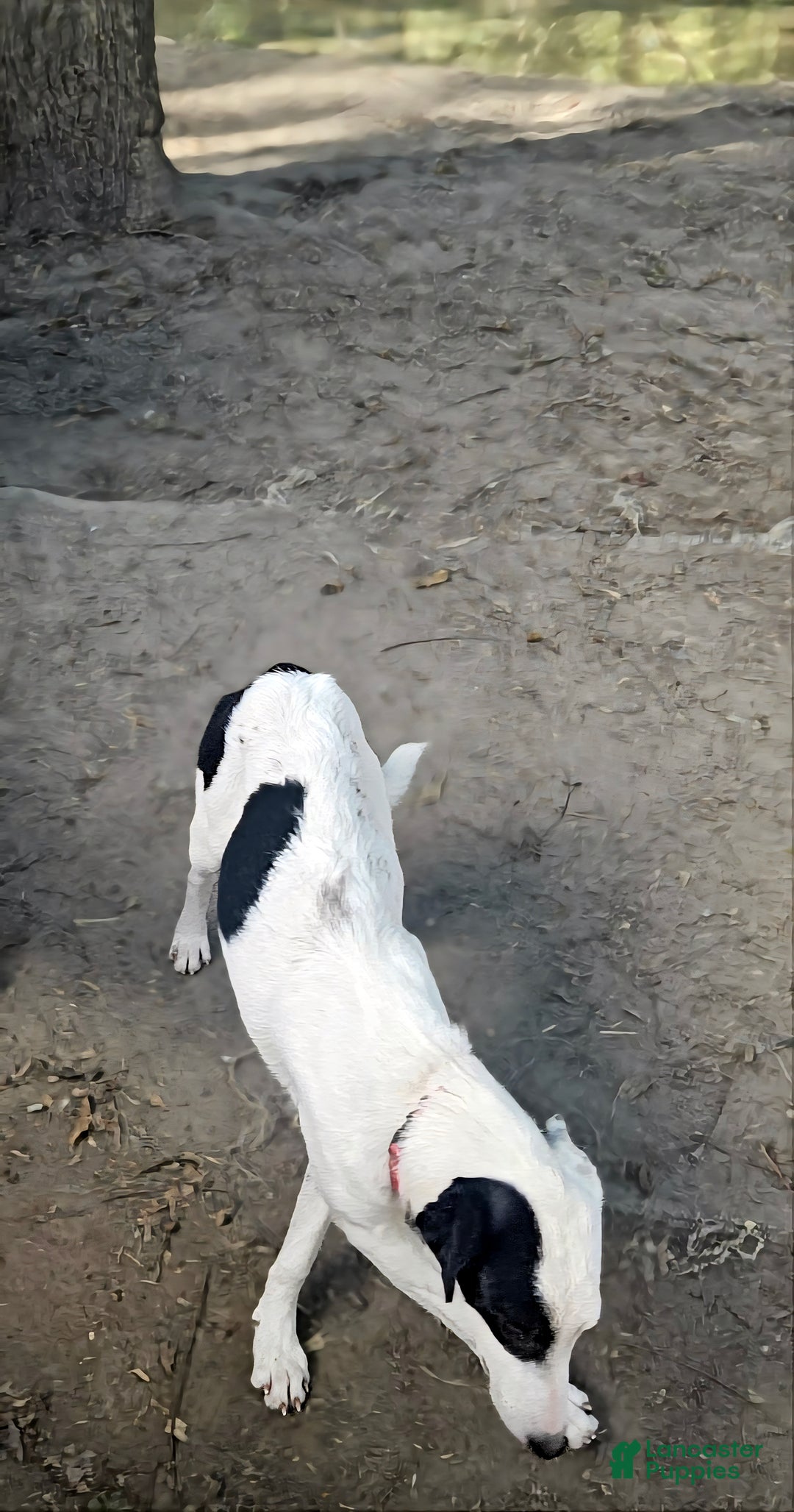 Border Collie dogs for sale: Dreami (Runt) - Ad 12