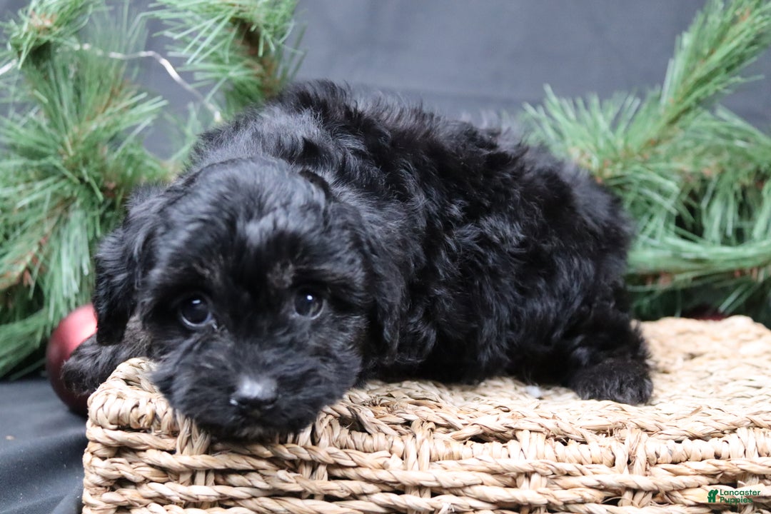 Cavapoo dogs for sale: Nel - Ad 2