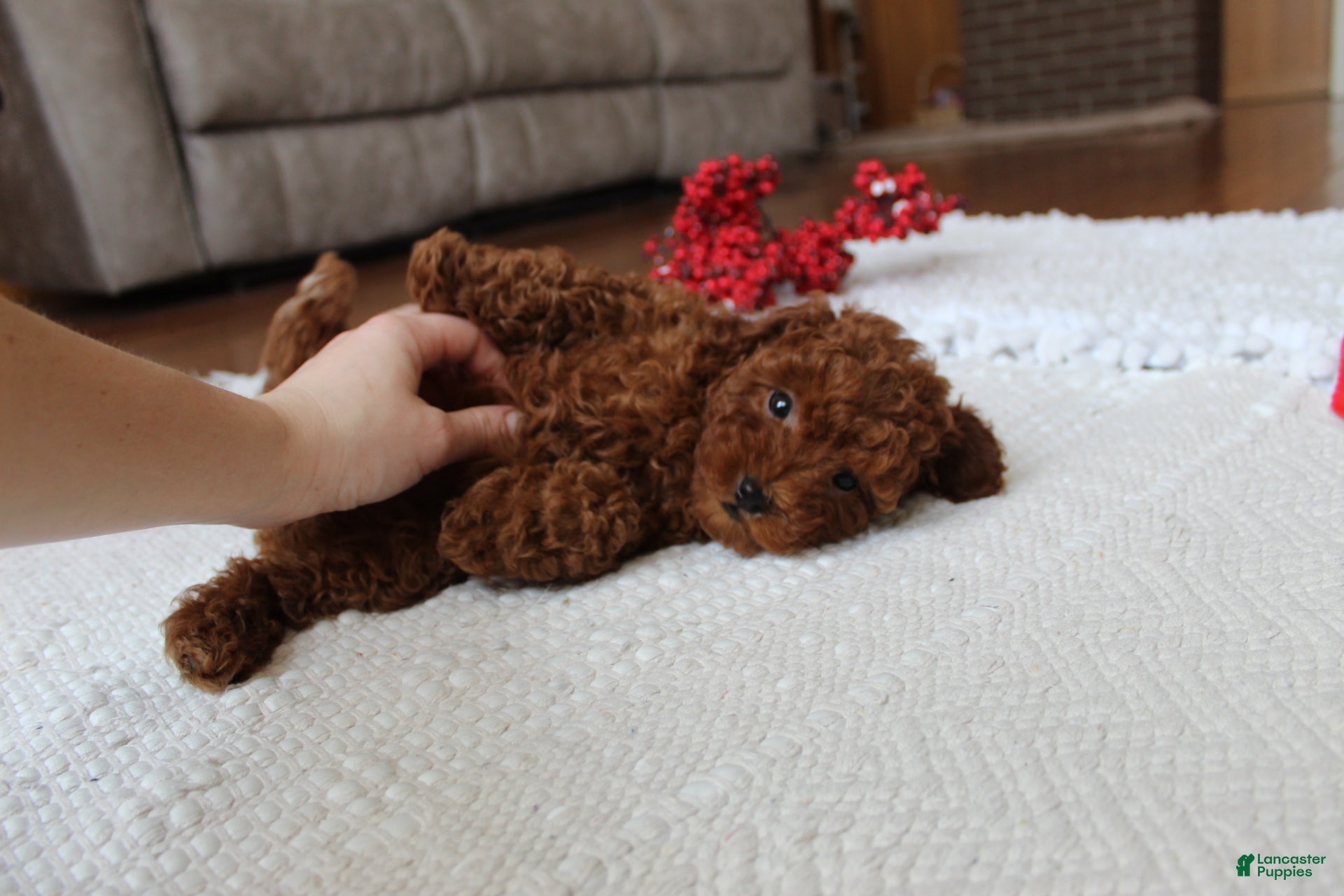 Toy Poodle dogs Marshall - Ad 2