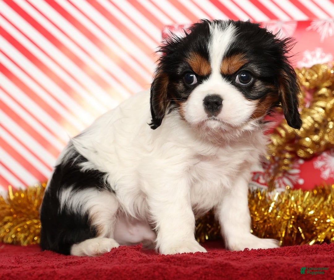 Cavalier King Charles Spaniel dogs for sale: Bo - Ad 4