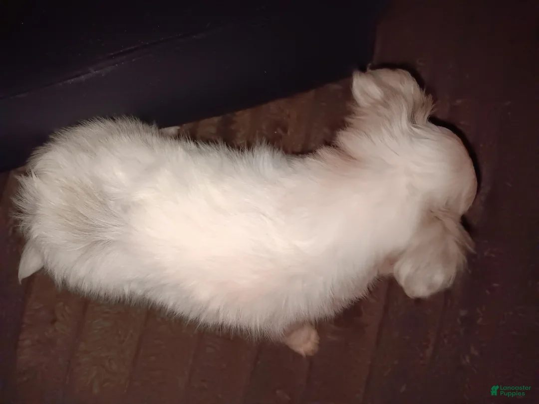 Chihuahua dogs for sale: Chihuahua Puppy 1 - Ad 6